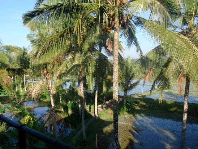 Toko Toko Bungalows Ubud Esterno foto